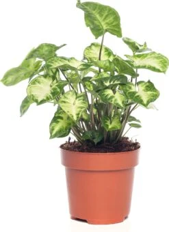 Pijlplant (Syngonium 'Arrow') D 12 H 25 Cm