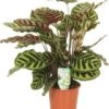 Calathea (Calathea Makoyana) D 17 H 60 Cm -Groene Tuin Winkel 8717263541653