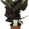 Calathea (Calathea Sanderiana 'Ornata') D 14 H 40 Cm 1 Calathea (Calathea Sanderiana 'Ornata') D 14 H 40 Cm -Groene Tuin Winkel 8717263541677