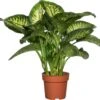 Dieffenbachia (Dieffenbachia Seguine 'Reeva') D 24 H 80 Cm -Groene Tuin Winkel 8717263541738