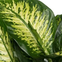 Dieffenbachia (Dieffenbachia Seguine 'Reeva') D 24 H 80 Cm 5 Dieffenbachia (Dieffenbachia Seguine 'Reeva') D 24 H 80 Cm -Groene Tuin Winkel 8717263541738 2