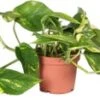 Drakenklimop (Epipremnum Pinnatum 'Aureum') D 12 H 25 Cm -Groene Tuin Winkel 8717263541769