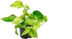 Drakenklimop (Epipremnum Pinnatum 'Marble Queen') D 12 H 15 Cm