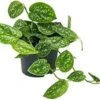 Scindapsus (Scindapsus Pictus 'Argyraeus') D 12 H 20 Cm -Groene Tuin Winkel 8717263541790