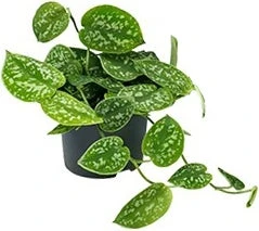 Scindapsus (Scindapsus Pictus 'Argyraeus') D 12 H 20 Cm