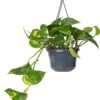 Drakenklimop In Hangpot (Epipremnum Pinnatum 'Aureum') D 15 H 40 Cm 1 Drakenklimop In Hangpot (Epipremnum Pinnatum 'Aureum') D 15 H 40 Cm -Groene Tuin Winkel 8717263541806