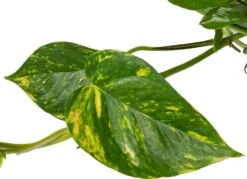 Drakenklimop In Hangpot (Epipremnum Pinnatum 'Aureum') D 15 H 40 Cm -Groene Tuin Winkel 8717263541806 2