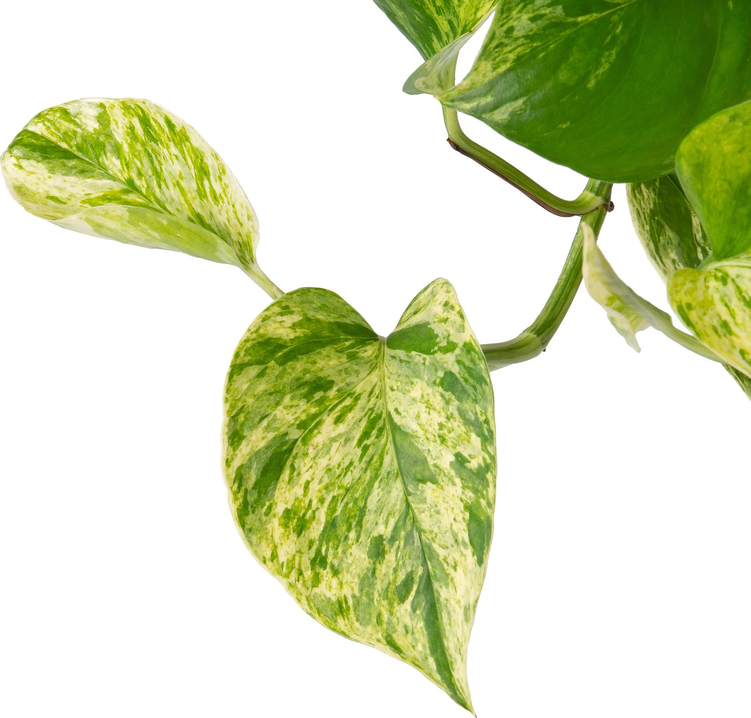 Drakenklimop In Hangpot (Epipremnum Pinnatum 'Marble Queen') D 15 H 30 Cm 4 Drakenklimop In Hangpot (Epipremnum Pinnatum 'Marble Queen') D 15 H 30 Cm - Afbeelding 2