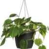 Philodendron In Hangpot (Philodendron Scandens 'Brasil') D 15 H 40 Cm -Groene Tuin Winkel 8717263541820