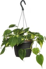 Philodendron In Hangpot (Philodendron Scandens 'Brasil') D 15 H 40 Cm