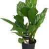 Aglaonema (Aglaonema 'Stripes') D 17 H 60 Cm -Groene Tuin Winkel 8717263542100 1