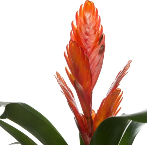 Vriesea (Vriesea 'Intenso Orange') D 12 H 42 Cm -Groene Tuin Winkel 8717263542308 2