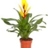 Vriesea (Vriesea 'Intenso Yellow') D 12 H 48 Cm 1 Vriesea (Vriesea 'Intenso Yellow') D 12 H 48 Cm -Groene Tuin Winkel 8717263542315