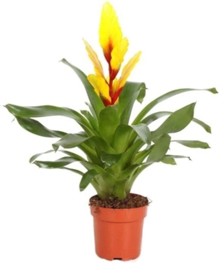 Vriesea (Vriesea 'Intenso Yellow') D 12 H 48 Cm 4 Vriesea (Vriesea 'Intenso Yellow') D 12 H 48 Cm - Afbeelding 2