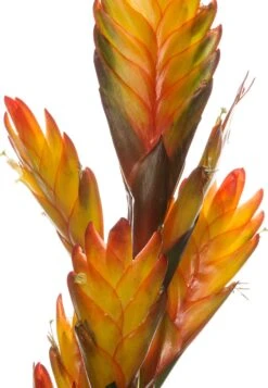 Vriesea (Vriesea 'Intenso Yellow') D 12 H 48 Cm 7 Vriesea (Vriesea 'Intenso Yellow') D 12 H 48 Cm -Groene Tuin Winkel 8717263542315 2