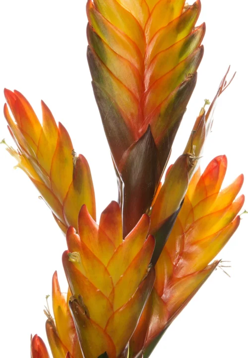 Vriesea (Vriesea 'Intenso Yellow') D 12 H 48 Cm -Groene Tuin Winkel 8717263542315 2