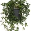 Suikerdruifje In Hangpot (Parthenocissus 'Striata') D 15 H 25 Cm 1 Suikerdruifje In Hangpot (Parthenocissus 'Striata') D 15 H 25 Cm -Groene Tuin Winkel 8717263542421