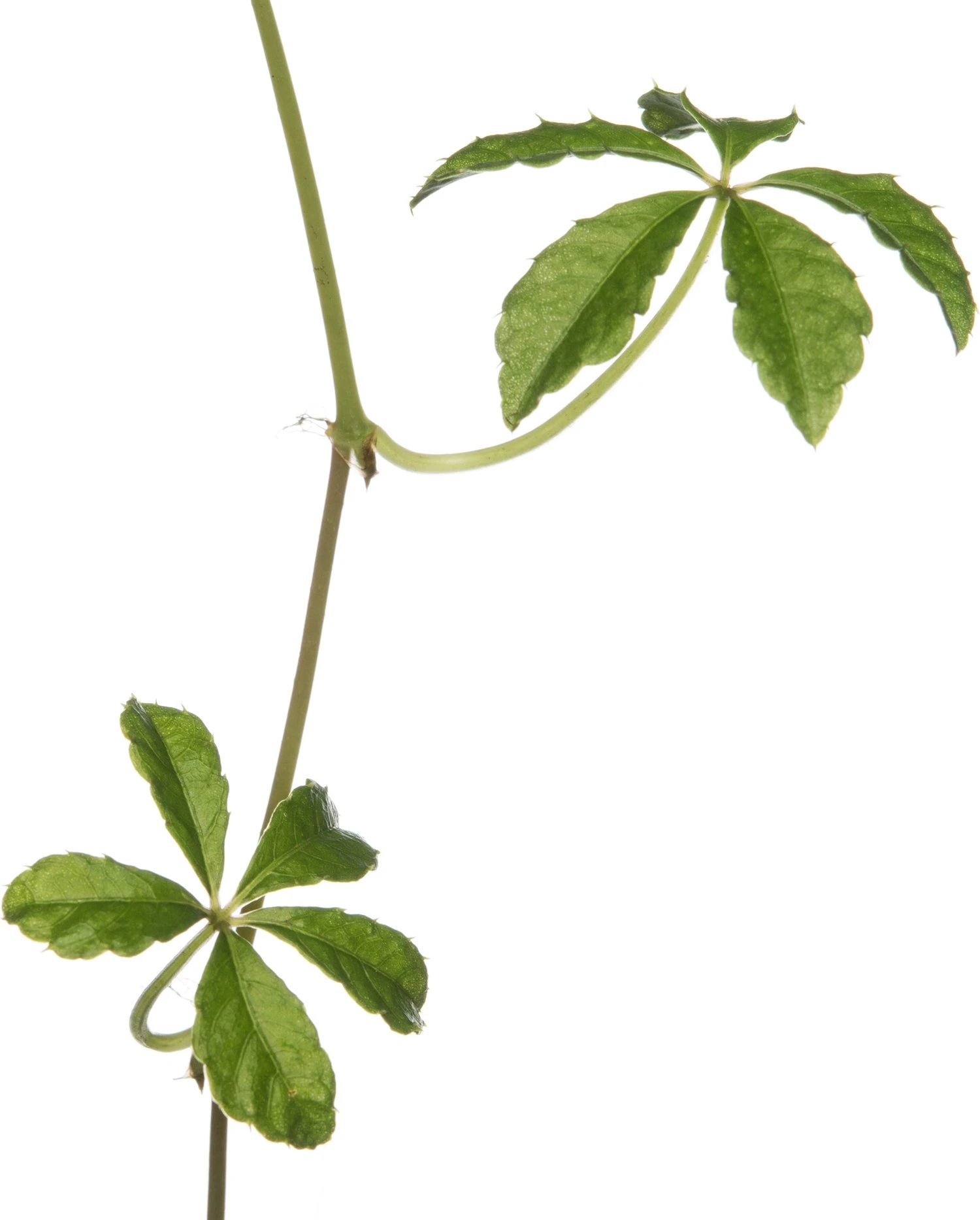 Suikerdruifje In Hangpot (Parthenocissus 'Striata') D 15 H 25 Cm 4 Suikerdruifje In Hangpot (Parthenocissus 'Striata') D 15 H 25 Cm - Afbeelding 2