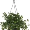 Kanonplantje (Pilea Depressa 'Sao Paulo') D 15 H 25 Cm -Groene Tuin Winkel 8717263542445