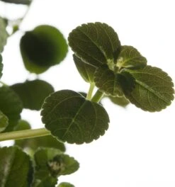 Kanonplantje (Pilea Depressa 'Sao Paulo') D 15 H 25 Cm -Groene Tuin Winkel 8717263542445 2