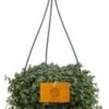 Kanonplantje (Pilea Glauca 'Greyzy') D 15 H 25 Cm 2 Kanonplantje (Pilea Glauca 'Greyzy') D 15 H 25 Cm -Groene Tuin Winkel 8717263542469