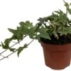 Klimop (Hedera Helix 'Goldchild') D 13 H 40 Cm -Groene Tuin Winkel 8717263543022