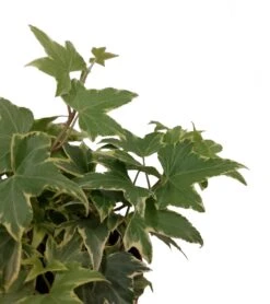 Klimop (Hedera Helix 'Goldchild') D 13 H 40 Cm -Groene Tuin Winkel 8717263543022 2