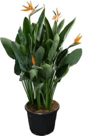 Paradijsvogelbloem (Strelitzia Reginae) D 40 H 150 Cm