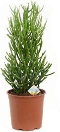 Biologische Potloodplant (Euphorbia Tirucalli) D 17 H 45 Cm