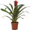 Guzmania (Guzmania 'Happyness') D 12 H 45 Cm -Groene Tuin Winkel 8717263544166