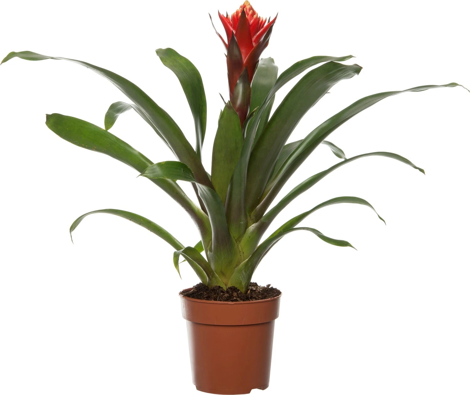 Guzmania (Guzmania 'Happyness') D 12 H 45 Cm 3 Guzmania (Guzmania 'Happyness') D 12 H 45 Cm