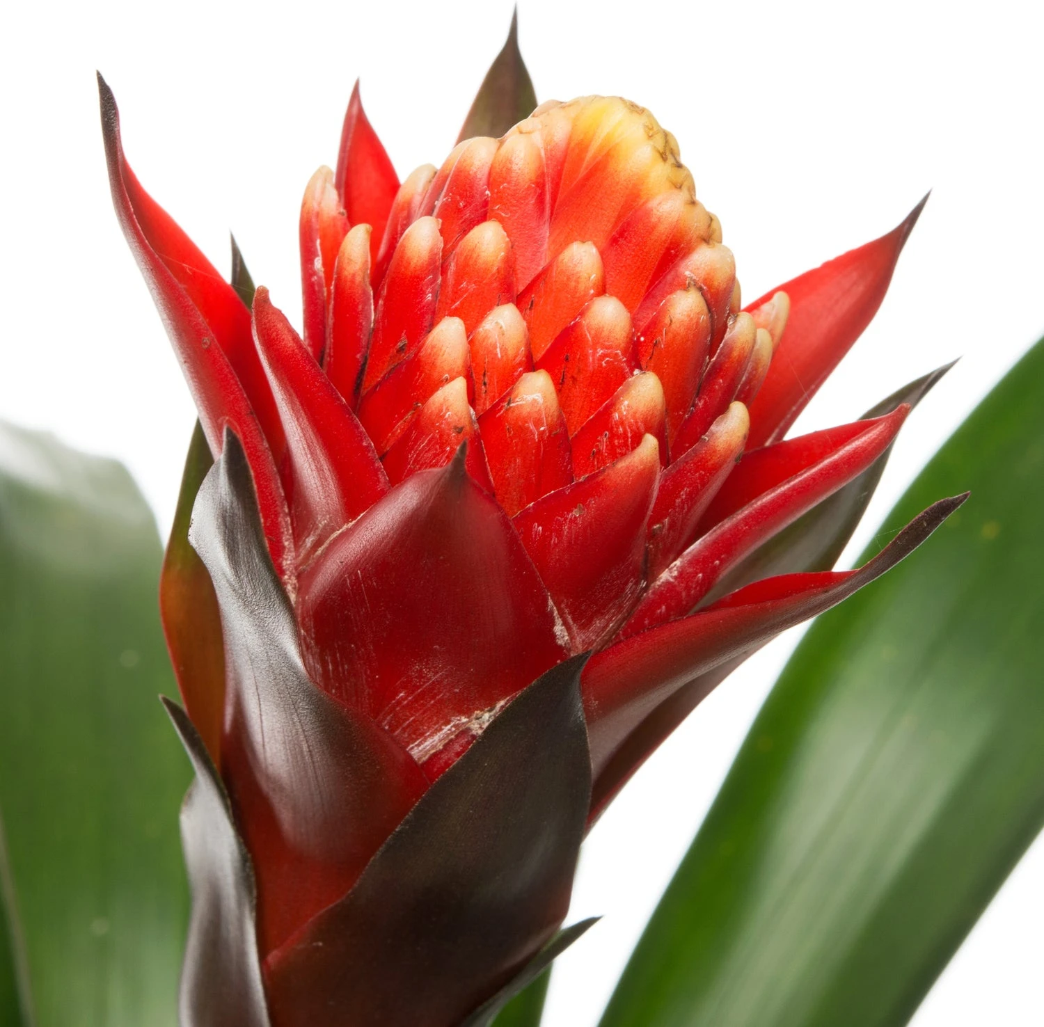 Guzmania (Guzmania 'Happyness') D 12 H 45 Cm 4 Guzmania (Guzmania 'Happyness') D 12 H 45 Cm - Afbeelding 2