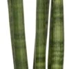 Vrouwentong (Sansevieria Cylindrica 'Straight') D 10 H 30 Cm -Groene Tuin Winkel 8717263544357 1