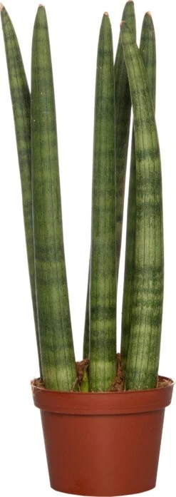 Vrouwentong (Sansevieria Cylindrica 'Straight') D 10 H 30 Cm