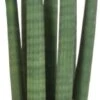Vrouwentong (Sansevieria Cylindrica 'Straight') D 12 H 40 Cm