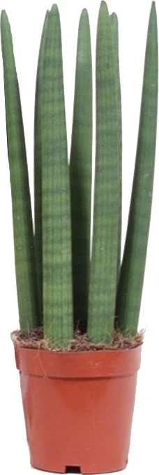 Vrouwentong (Sansevieria Cylindrica 'Straight') D 12 H 40 Cm