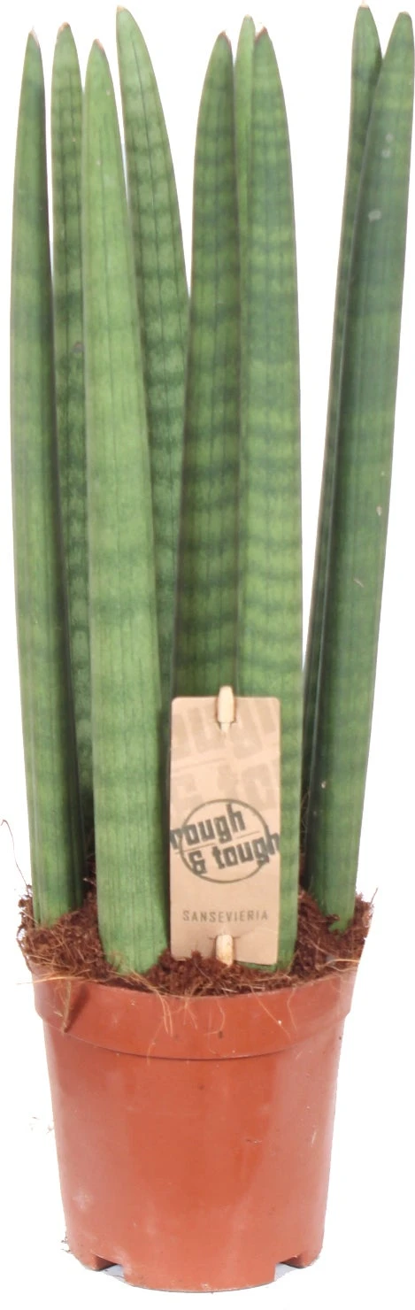 Vrouwentong (Sansevieria Cylindrica 'Straight') D 12 H 40 Cm 4 Vrouwentong (Sansevieria Cylindrica 'Straight') D 12 H 40 Cm - Afbeelding 2