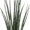 Vrouwentong (Sansevieria 'Fernwood Mikado') D 8 H 25 Cm -Groene Tuin Winkel 8717263544371 1