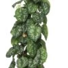 Drakenklimop (Epipremnum Pictus 'Trebie') D 27 H 150 Cm -Groene Tuin Winkel 8717263544500 0