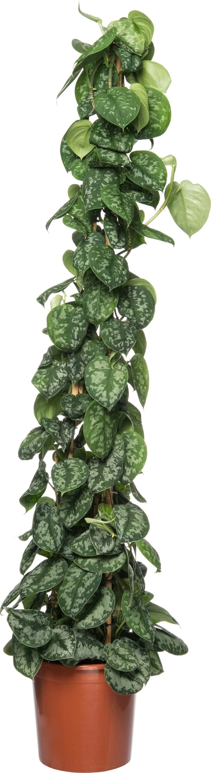 Drakenklimop (Epipremnum Pictus 'Trebie') D 27 H 150 Cm 3 Drakenklimop (Epipremnum Pictus 'Trebie') D 27 H 150 Cm