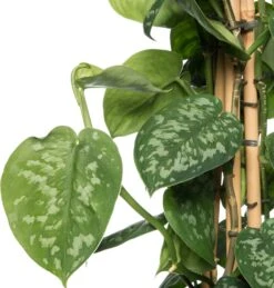 Drakenklimop (Epipremnum Pictus 'Trebie') D 27 H 150 Cm 5 Drakenklimop (Epipremnum Pictus 'Trebie') D 27 H 150 Cm -Groene Tuin Winkel 8717263544500 1