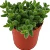 Augurkenplantje (Delosperma Echinathum) D 12 H 20 Cm -Groene Tuin Winkel 8717263544647