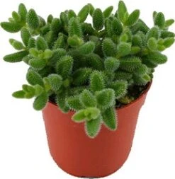 Augurkenplantje (Delosperma Echinathum) D 12 H 20 Cm