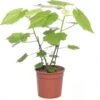 Kamerlinde (Sparmannia Africana) D 17 H 45 Cm -Groene Tuin Winkel 8717263545026 0 1