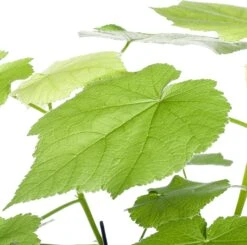 Kamerlinde (Sparmannia Africana) D 17 H 45 Cm -Groene Tuin Winkel 8717263545026 2