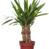 Yucca (Yucca 'Maya Tree') D 19 H 60 Cm -Groene Tuin Winkel 8717263545040 1