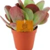 Woestijnroos (Kalanchoe Thyrsiflora) D 12 H 20 Cm -Groene Tuin Winkel 8717263545101