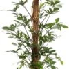 Philodendron (Philodendron Pedatum) D 27 H 150 Cm 2 Philodendron (Philodendron Pedatum) D 27 H 150 Cm -Groene Tuin Winkel 8717263545316