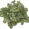 Bladbegonia (Begonia Rex (MC) 'Tap Dance') D 12 H 25 Cm -Groene Tuin Winkel 8717263545774