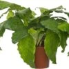 Calathea (Calathea Musaica 'Network') D 14 H 40 Cm